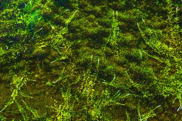 녹색 이끼의 패턴 패턴 텍스처, 자연 배경 — 스톡 사진