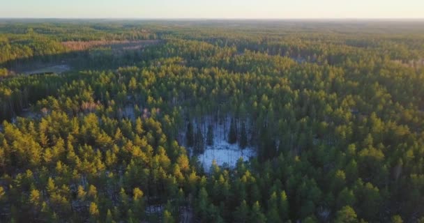 Drone aereo vola sopra foreste primaverili nella luce dorata della sera — Video Stock