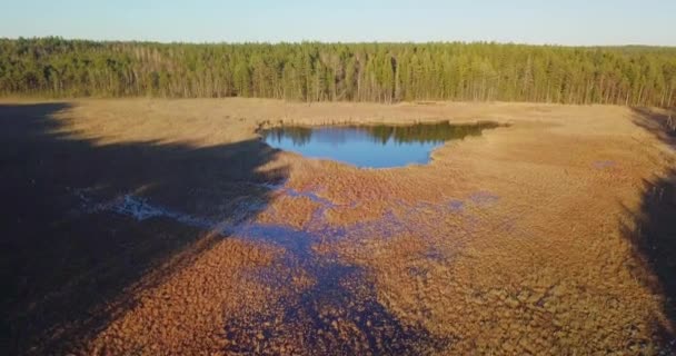 Drone aérien survole les forêts de printemps dans la lumière du soir dorée — Video