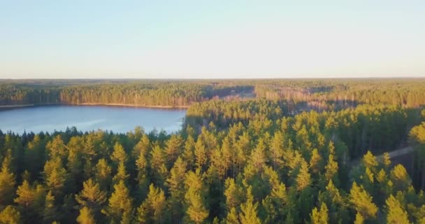 Drone aéreo voa sobre florestas de primavera na luz dourada da noite — Vídeo de Stock