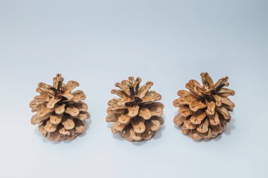 Beyazlar üzerinde izole edilmiş çeşitli kozalaklı ağaçlar.