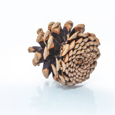 Beyaz üzerine izole edilmiş kozalaklı ağaç konisi