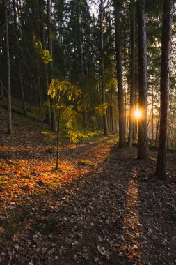 Ormandaki ağaçlar güneş batmadan önce altın güneş ışığıyla aydınlatılıyor. Ağaçların arasından güneş ışınları süzülüyor ve ağaç dallarını aydınlatıyor.