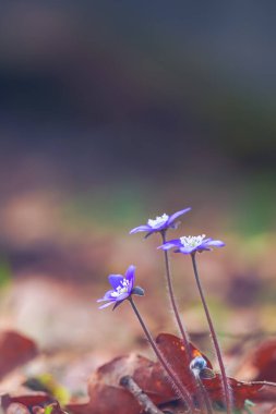 Bahar çiçeği. Ormandaki güzel renkli bitki. Hepatica nobilis