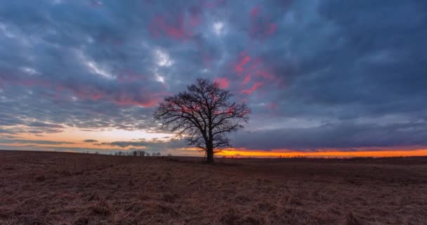 Time Lapse of Sunset at Dawn with an Oak Tree — Stock Video