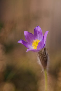 Pulsatilla yaygın isimlerin patentini Doğu Pasqueflower, Prairie crocus ve Bahar Ormanı 'nda yaprak şakayığı alır.