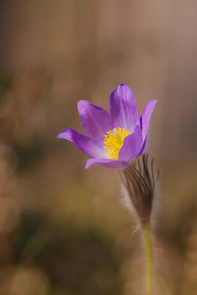 Pulsatilla patens common names include Eastern pasqueflower, prairie crocus, and cutleaf anemone in spring forest — Stock Photo, Image