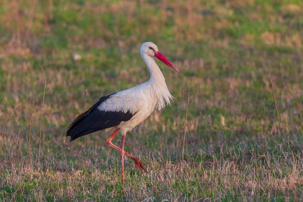 White Stork Ciconia ciconia in meadow, Lithuania - Europe — Stock Photo, Image
