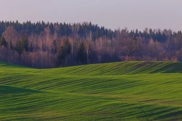 Yeşil dalga tepeleri, ilkbahar yeşil tarlaları, Litvanya