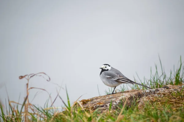 Bird White Wagtail, Motacilla alba, picture of White Wagtail — 스톡 사진