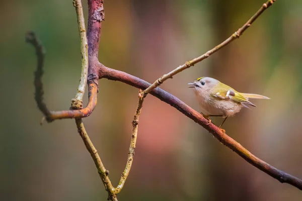 Goldcrest, Regulus regulus, je velmi malý ptáček z královské rodiny. — Stock fotografie