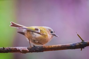 Goldcrest, Regulus regulus, Kinglet ailesinin çok küçük bir kuşudur.