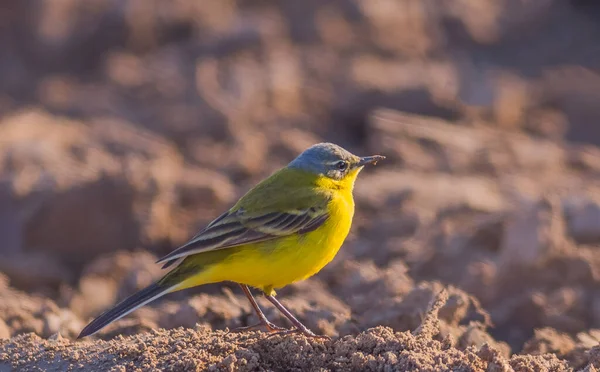 Žlutý ocas pták, Motacilla flava na poli drsné půdy — Stock fotografie