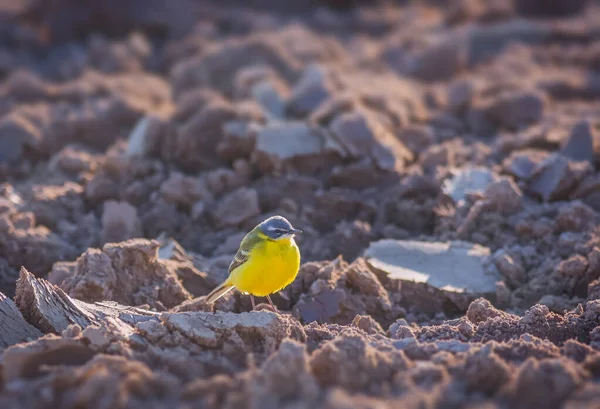 Oiseau Wagtail jaune, Motacilla flava dans le domaine du sol rugueux — Photo