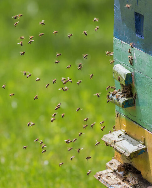 Swarm of bees in flight on a nice sunny day