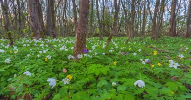 Весенний лес и ветровые цветы, временная полоса с краном — стоковое видео
