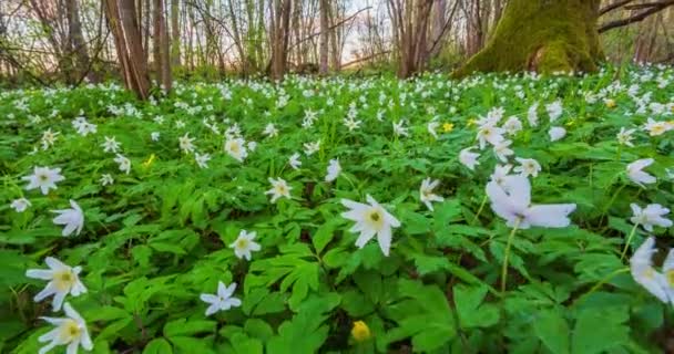 Forêt printanière et fleurs du vent, laps de temps avec grue — Video