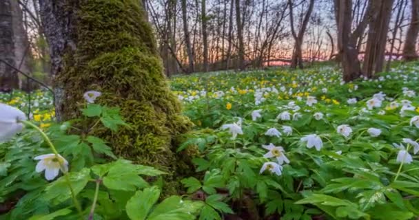 Floresta de primavera e flores de vento, lapso de tempo com guindaste — Vídeo de Stock