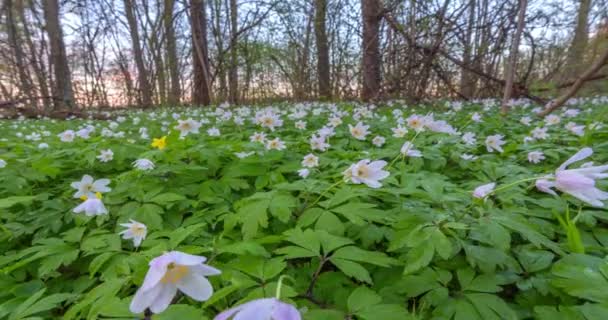 Spring forest and windflowers, time-lapse with crane — Stock Video