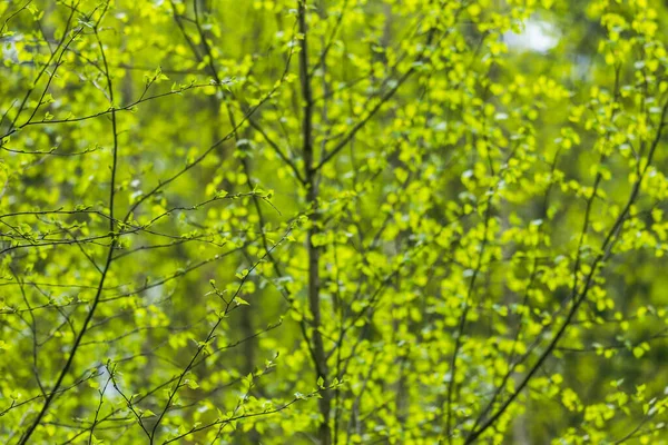 Naturlig grön bakgrund med färska blad på våren — Stockfoto