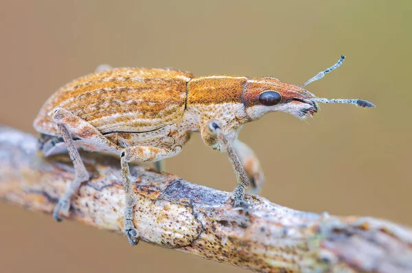 Sitona gressorius bug - Snout beatle em um ramo — Fotografia de Stock