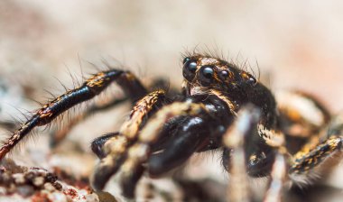 Zıplayan örümcek Salticus cingulatus. Salticus Cingulatus 'un gözleri. Örümceğin komik portresi