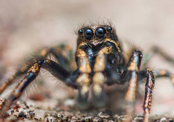 Araña saltarina Salticus cingulatus. Ojos de Salticus cingulatus. Divertido retrato de araña — Foto de Stock