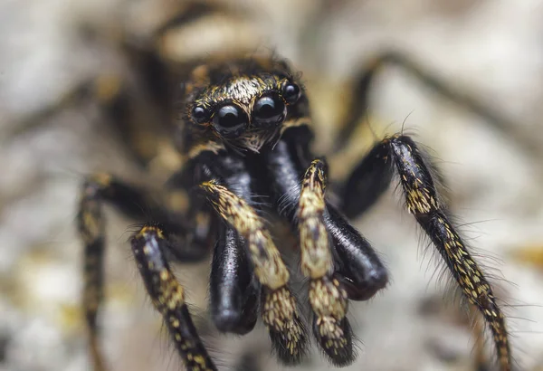 Jumping spider male Salticus cingulatus. Eyes of Salticus cingulatus. Funny portrait of spider