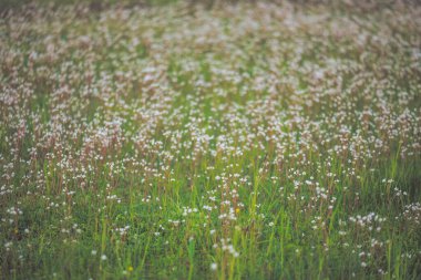 Bulanık pürüzsüz arkaplanı olan çiçek tarlası