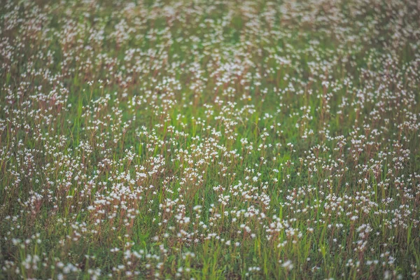 Campo de flores com fundo liso borrado — Fotografia de Stock