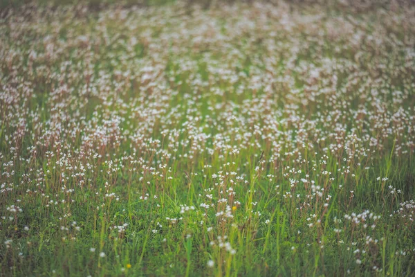 Pole květin s rozmazaným hladkým pozadím — Stock fotografie