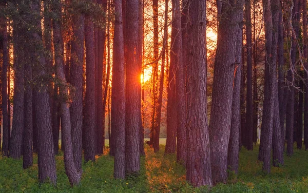 Magisk kväll rött ljus i skogen med solstrålar. — Stockfoto