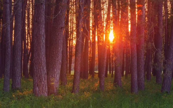 Magisk kväll rött ljus i skogen med solstrålar. — Stockfoto