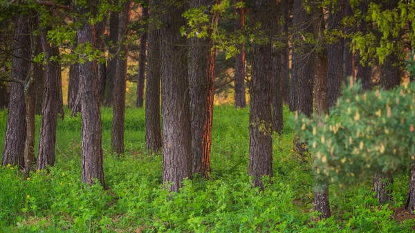 Magisk kväll rött ljus i skogen med solstrålar. — Stockfoto