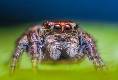 Dişi sıçrayan örümcek Evarcha Falcata yakın plan portresi