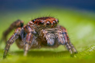 Dişi sıçrayan örümcek Evarcha Falcata yakın plan portresi