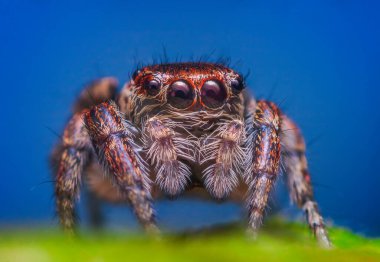 Dişi sıçrayan örümcek Evarcha Falcata yakın plan portresi