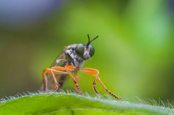 Robber fly Asilidae sp, una mosca agresiva con hábitos depredadores — Foto de Stock