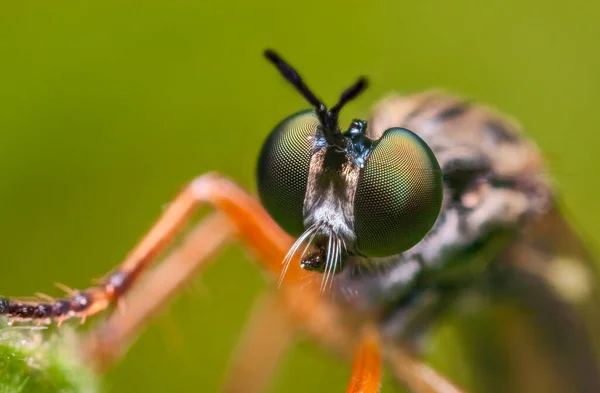 Грабитель муха Asilidae sp, агрессивная муха с хищными привычками — стоковое фото