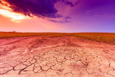 Kuru ve kuru toprak, ölü ekinler, iklim değişikliği konsepti ve aşırı ısı.