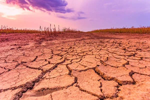 Warm dry cracked land with dead cropps, climate change concept with extreme heat — Stock Photo, Image