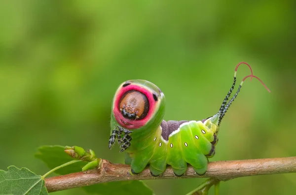 Postura aterradora de oruga, comportamiento animal único — Foto de Stock