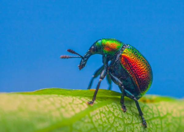 Leaf rolling weevil, Byctiscus betulae beetle on a leaf in an unusual pose, shiny colorful beetle — Fotografia de Stock