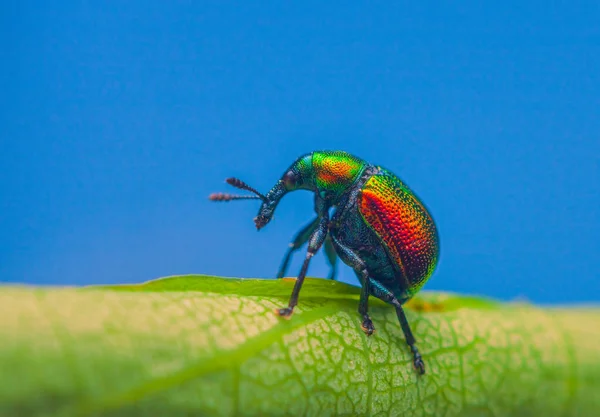 Leaf rolling weevil, Byctiscus betulae beetle on a leaf in an unusual pose, shiny colorful beetle — Fotografia de Stock