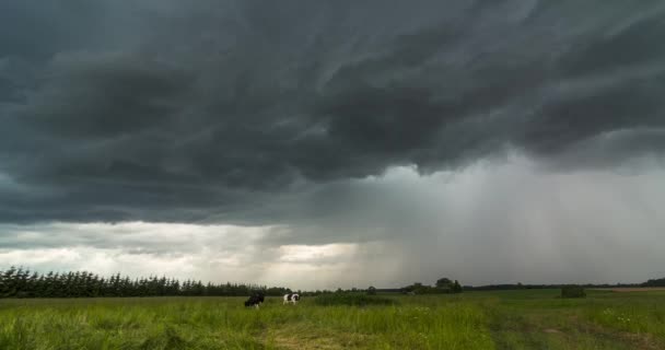 Timelapse de vacas pastando em um campo com um céu cinza tempestuoso — Vídeo de Stock