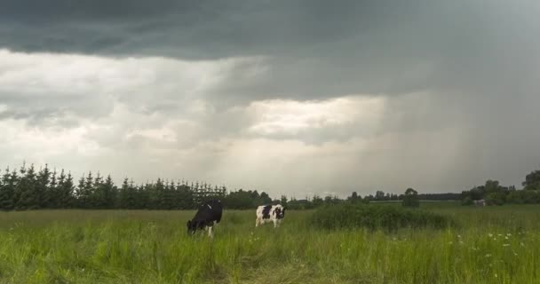 Timelapse de vacas pastando en un campo con un cielo gris tormentoso — Vídeo de stock