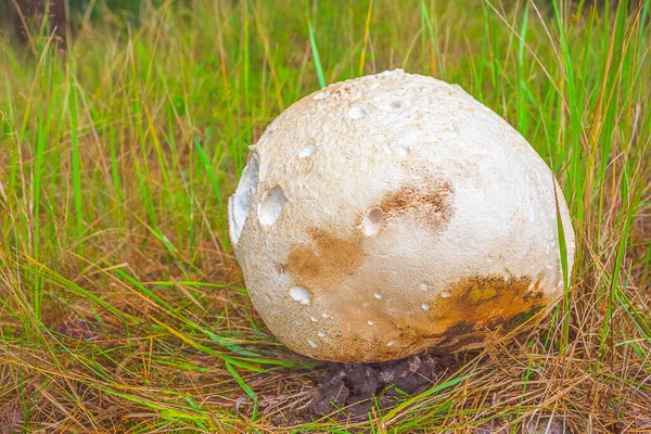 Champignon Calvatia gigantea géant poussant dans les prairies, énorme champignon poussant dans la forêt — Photo