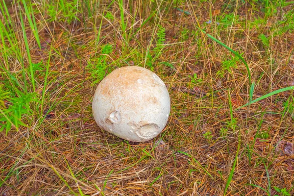 Champignon Calvatia gigantea géant poussant dans les prairies, énorme champignon poussant dans la forêt — Photo