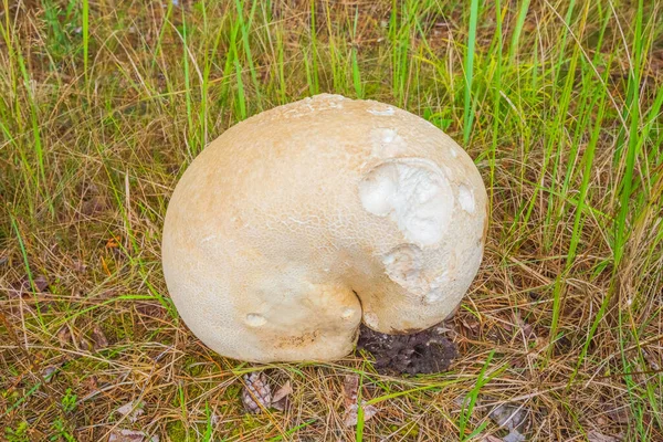 Giant puffball Calvatia gigantea fungo crescendo em pastagens, enorme cogumelo crescendo na floresta — Fotografia de Stock
