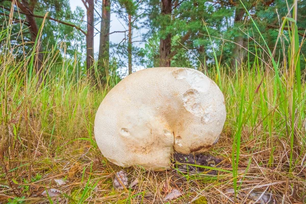 초원에서 자라는 자이언트 퍼프볼 칼 바티아기러 티 균, 숲 속에서 자라는 거대 한 버섯 — 스톡 사진
